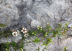 Kunzea tenuicaulis