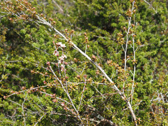 Kunzea tenuicaulis