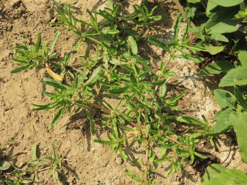 Sessile joyweed (Alternanthera sessilis)