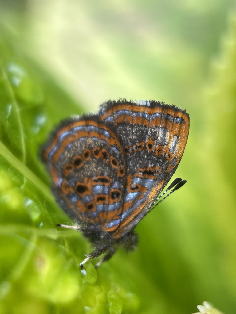 Sarota myrtea
