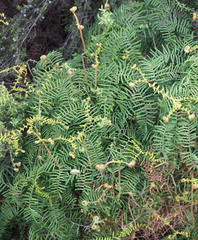 Gleichenia microphylla