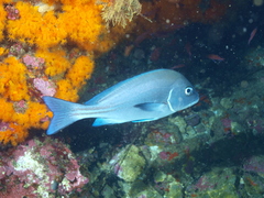 Plectorhinchus mediterraneus