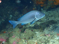 Plectorhinchus mediterraneus