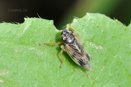 cikádka mokradná (Evacanthus acuminatus)