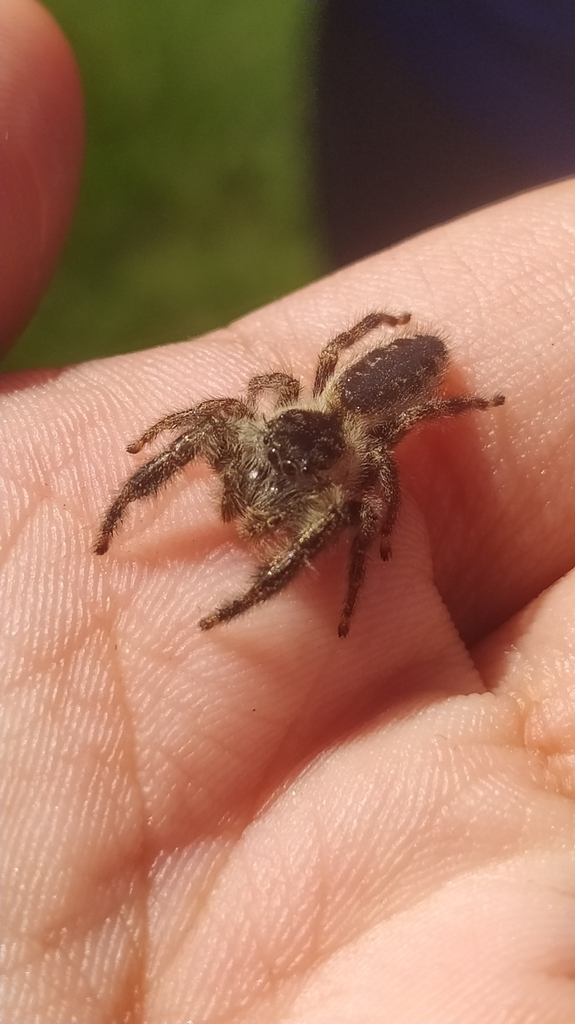 Mburuvicha galianoae