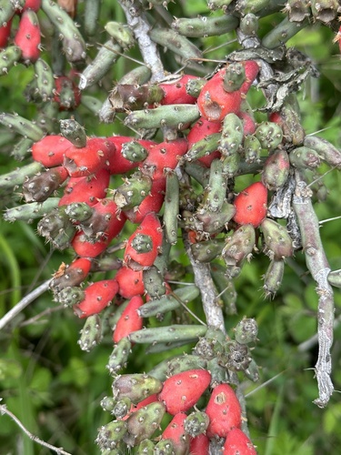 Cylindropuntia leptocaulis