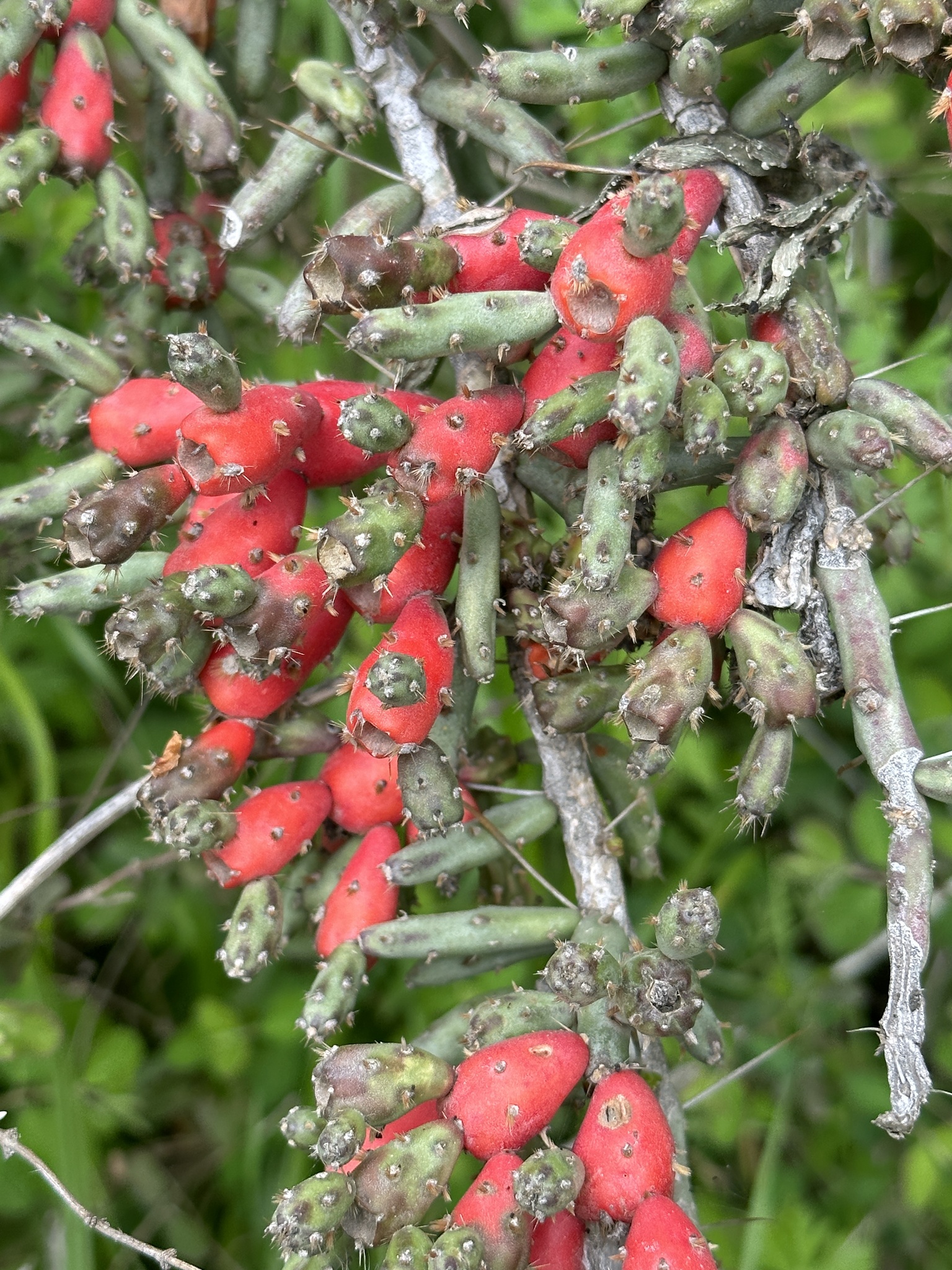 Cylindropuntia leptocaulis