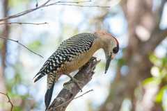 Melanerpes superciliaris