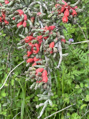 Cylindropuntia leptocaulis