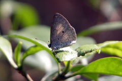 Lestranicus transpectus