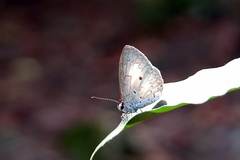 Lestranicus transpectus