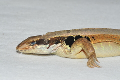 Leiocephalus macropus