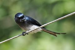 Dicrurus caerulescens