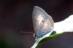 Lestranicus transpectus