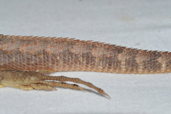 Leiocephalus macropus