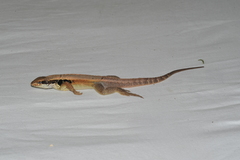 Leiocephalus macropus