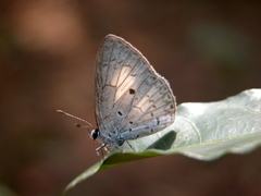 Lestranicus transpectus