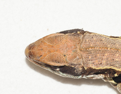 Leiocephalus macropus