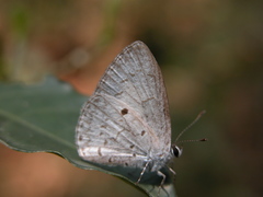 Lestranicus transpectus