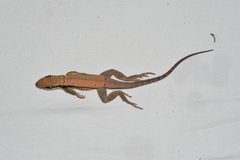 Leiocephalus macropus