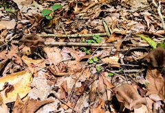 Craterellus fallax image