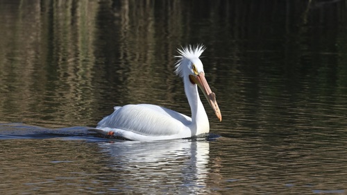 American White Pelican photographed in Nevada