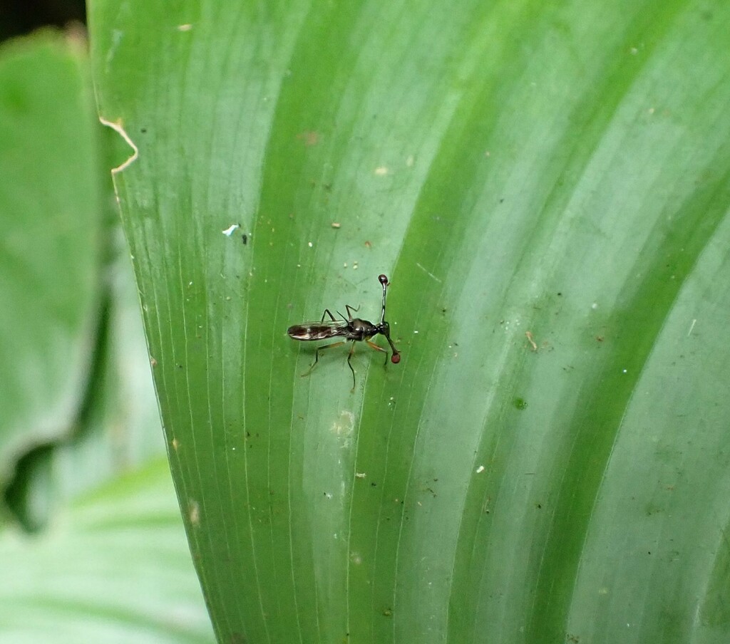 Diasemopsis nebulosa