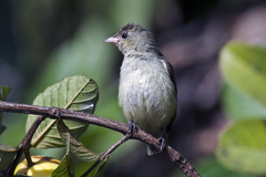 Dicaeum erythrorhynchos