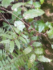 Alectryon excelsus excelsus