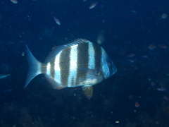 Diplodus cervinus