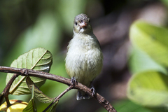 Dicaeum erythrorhynchos