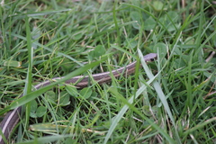 Thamnophis brachystoma