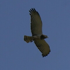 Beaudouin's Snake-Eagle photo 5