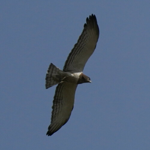 Beaudouin's Snake Eagle (Circaetus beaudouini), photo 6
