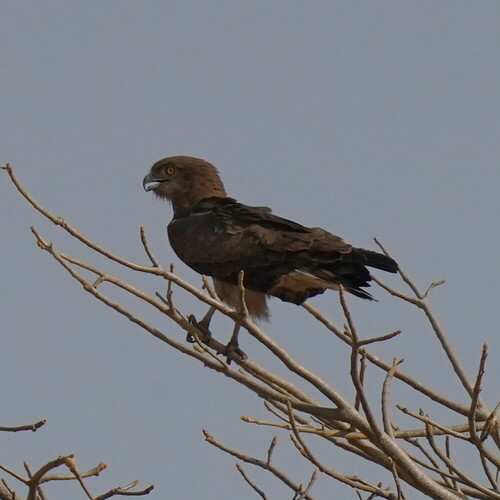 Beaudouin's Snake Eagle (Circaetus beaudouini), photo 7
