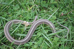 Thamnophis brachystoma