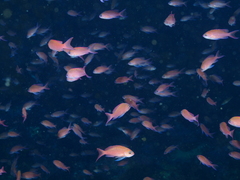 Anthias anthias