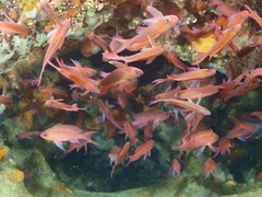 Anthias anthias