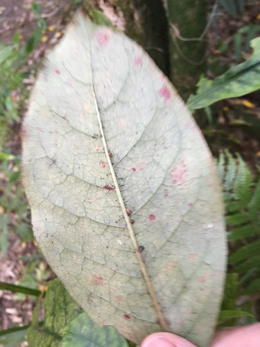 Tornatellides subperforatus