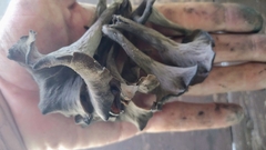 Craterellus fallax image