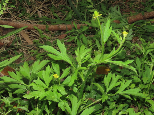 Image of Ranunculus chinensis by (c) chiuluan, some rights reserved (CC BY)