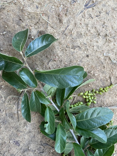 tasselberry