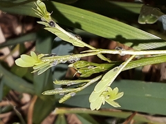 Aphidina
