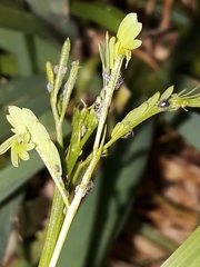Aphidina