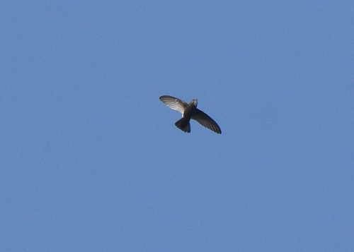 Vencejo moro (Apus affinis)