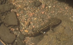 Leora's Stream Salamander photo 5