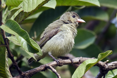 Dicaeum erythrorhynchos