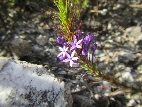 Image of Merciera eckloniana by (c) douglaseustonbrown, some rights reserved (CC BY-SA)
