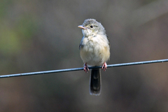 Dicaeum erythrorhynchos