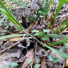 Strobilomyces strobilaceus image